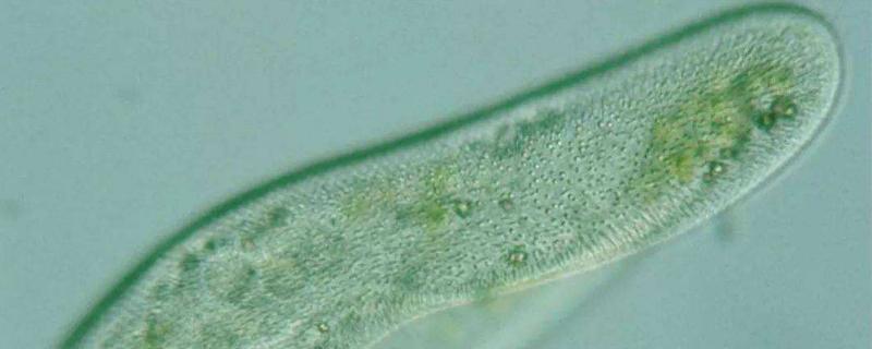 草履虫是原核生物吗，靠什么呼吸 草履虫是原核生物吗,靠什么呼吸传播