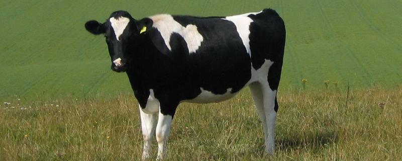 奶牛的种类，奶牛是公牛还是母牛（奶牛分公牛母牛吗）