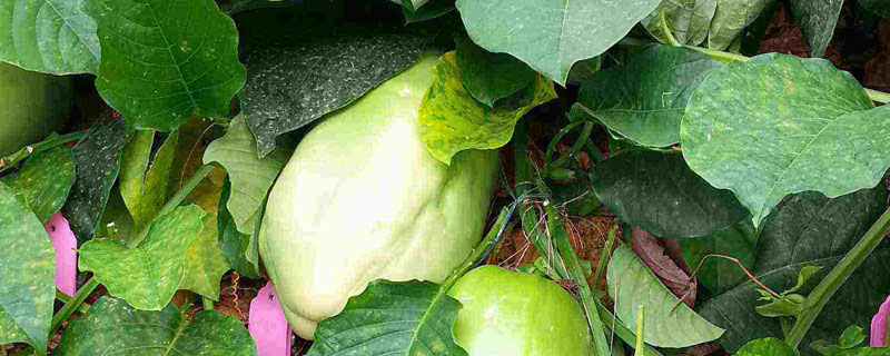 西番莲的种植方法 西番莲栽培技术
