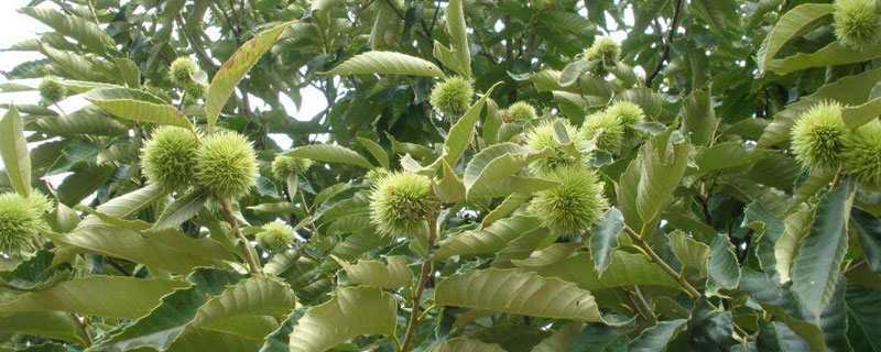 大红袍板栗种植条件（大红袍板栗能在北方种植吗?）