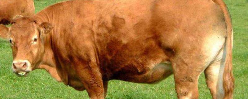 尿素喂牛的正确方法，附注意事项（尿素喂牛的正确方法,附注意事项有哪些）