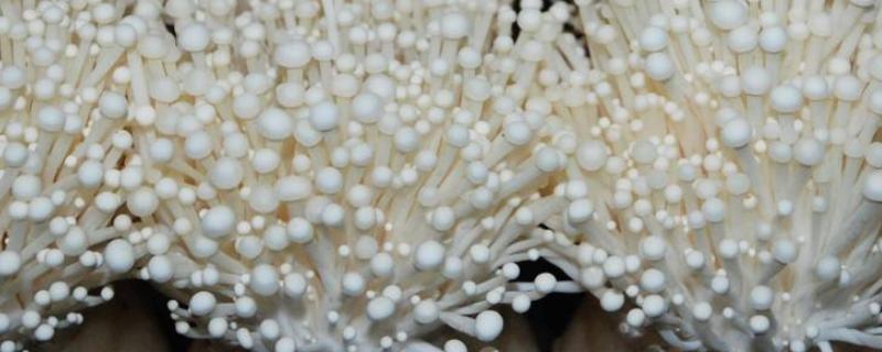 金针菇如何控光，附种植方法 室内金针菇种植技术