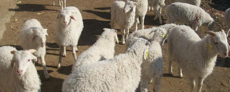 羊吃羊毛偏方，是什么原因导致的 羊吃羊毛是怎么回事(羊舔食羊毛