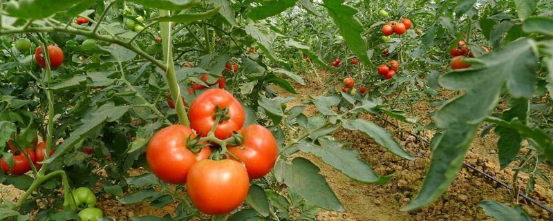 番茄的种植方法和时间 番茄的种植方法和时间视频