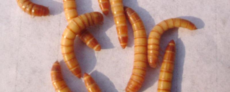 黄粉虫怎么养殖，黄粉虫的用途（黄粉虫的用途及饲养方法）