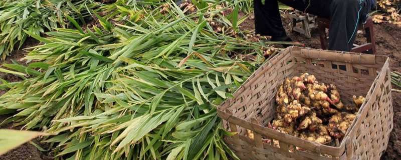 生姜亩产万斤高产种植技术