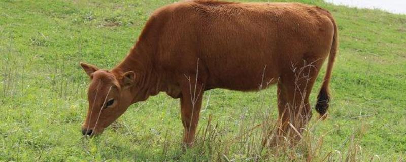 牛不吃草是怎么回事，如何防治 牛不吃草是怎么回事?
