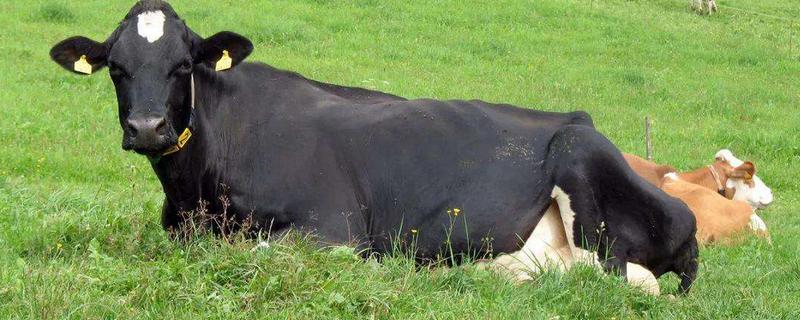 牛的胃分别叫什么，分别有什么功能 牛的胃分别叫啥