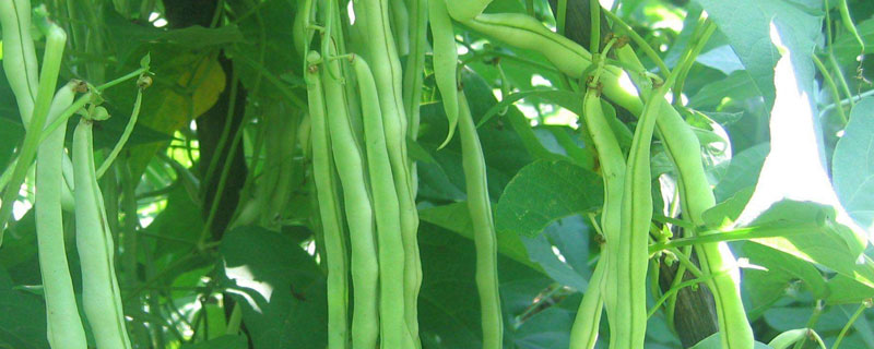 芸豆的种植方法 大白芸豆的种植方法