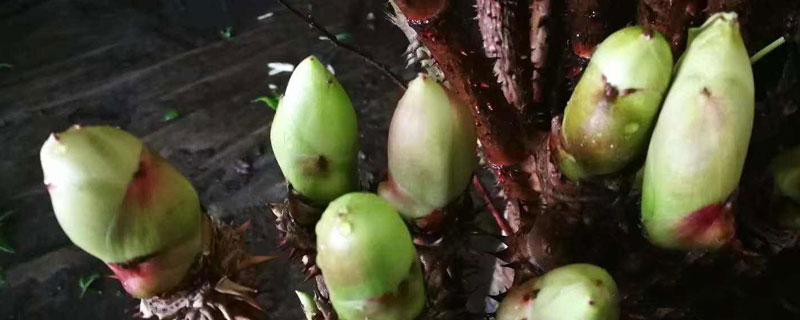 刺龙苞怎么种植 刺龙苞生长环境