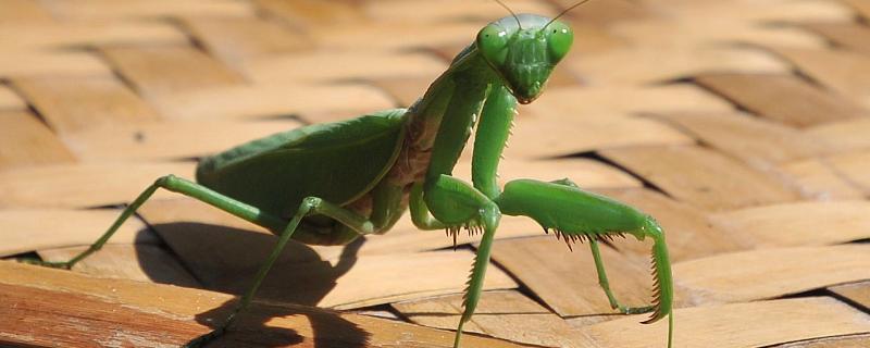 螳螂能活多久，螳螂是益虫还是害虫（螳螂能活多久?）