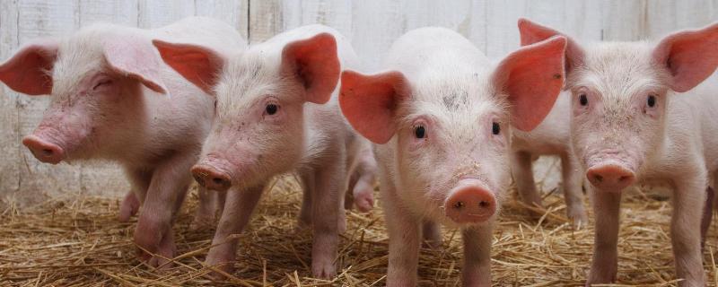 猪胃肠炎用什么药效果最佳，是什么原因引起的