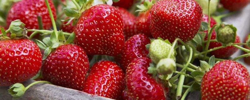 草莓如何施肥更高产 草莓用什么肥料最好可增产