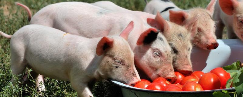 猪一般多少斤，寿命多长 猪的寿命最长是多少