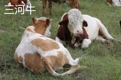 畜牧业养殖有哪些品种