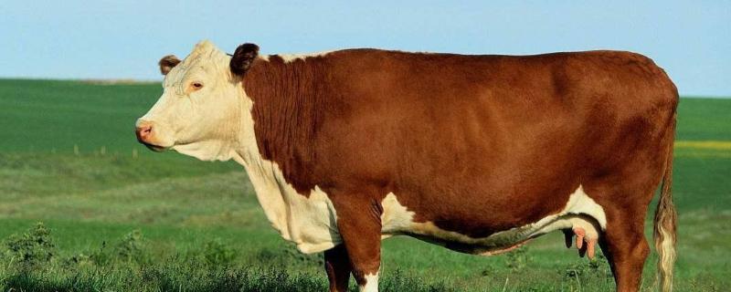 散带在牛的什么部位，牛有几个胃