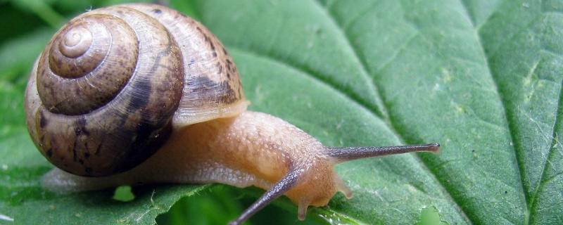 蜗牛的简介，有哪些种类（蜗牛有哪几种）
