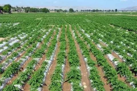 土豆的正常产量每亩