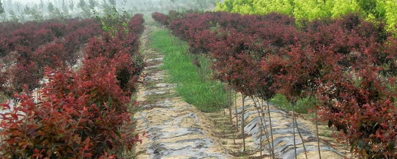 红叶李种植方法 红叶李的种植技术