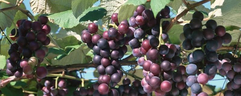 葡萄种植技术与管理方法 葡萄栽培技术要点