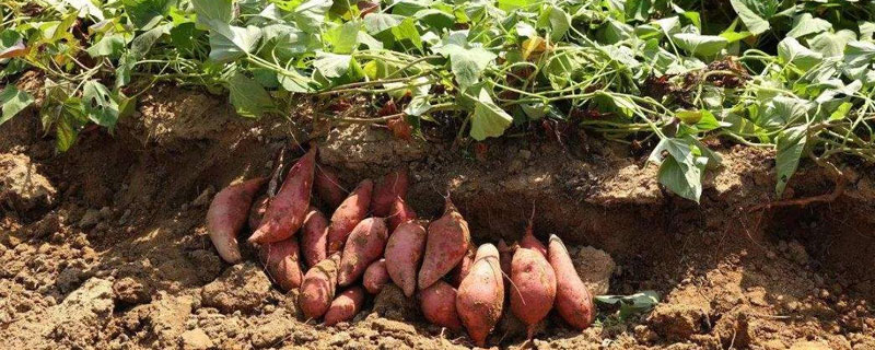 红薯几月育苗 红薯几月份育苗