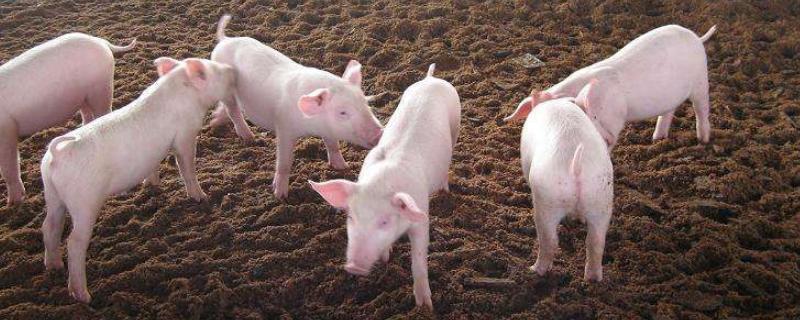 养猪属于畜牧业吗，附养猪注意事项