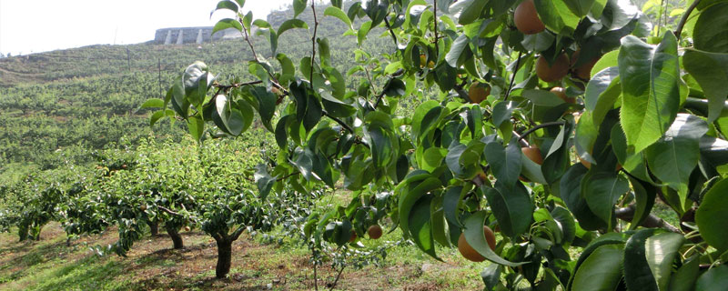 梨树种植密度 梨树高密度栽培方法