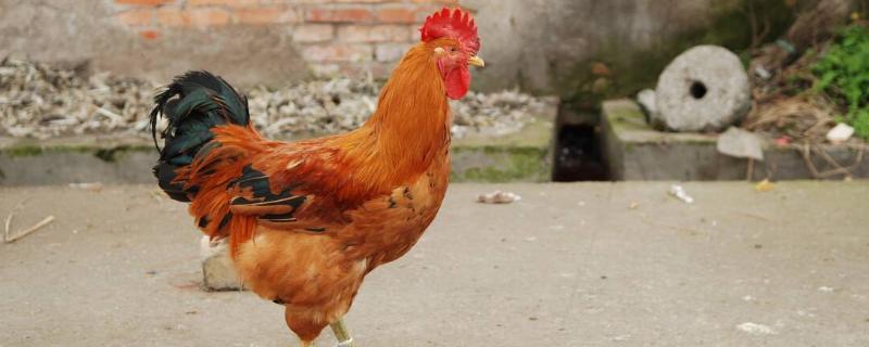 公鸡有10斤正常吗，公鸡和母鸡的区别（公鸡有10斤正常吗,公鸡和母鸡的区别是什么）