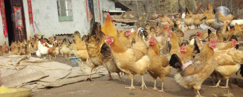 现代养鸡业鸡种包括（现代鸡种按经济用途划分为）