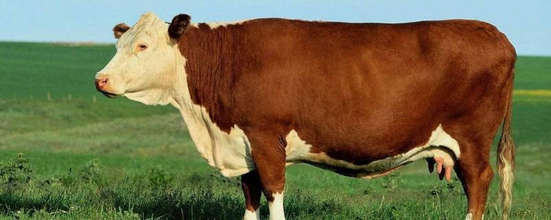 牛可以承受零下多少度，牛的体重是多少
