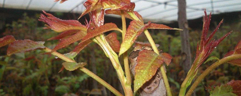 大棚香椿树的种植方法