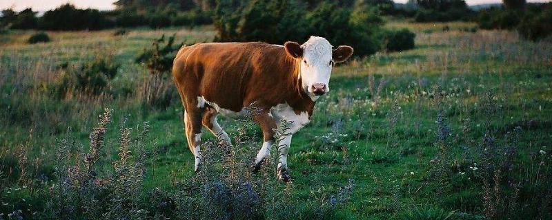 一千斤的牛能出多少肉，出肉率如何计算