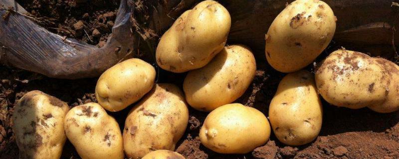 马铃薯追肥时间，用什么肥料更好（马铃薯追肥时间,用什么肥料更好一些）