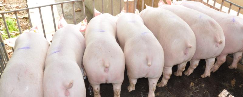 猪物理降温方法，猪温病是什么引发的