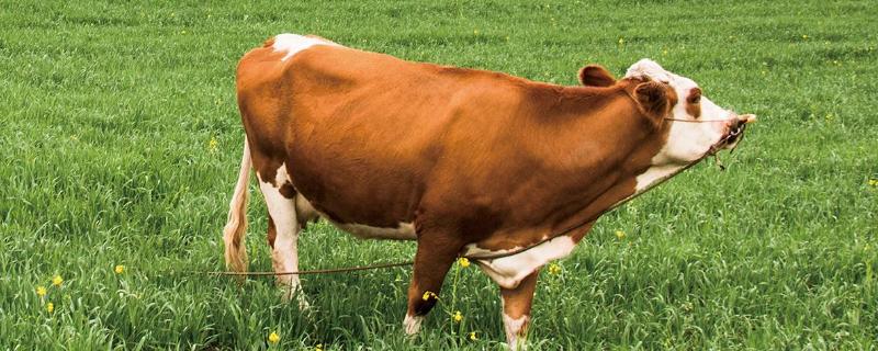 让牛开胃的秘方，牛的胃有几个（如何给牛开胃,食量增大）