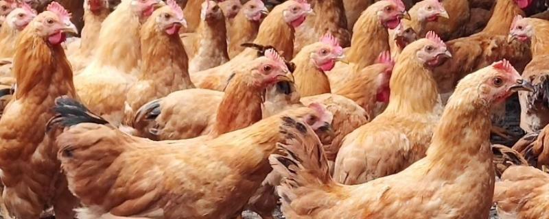 快速型肉鸡饲养的日程管理，肉鸡和三黄鸡的区别