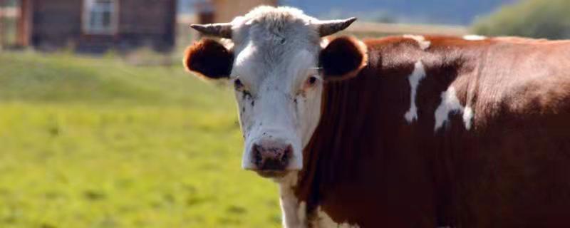 肉牛营养需要，肉牛是公牛还是母牛 肉牛一般是公牛还是母牛