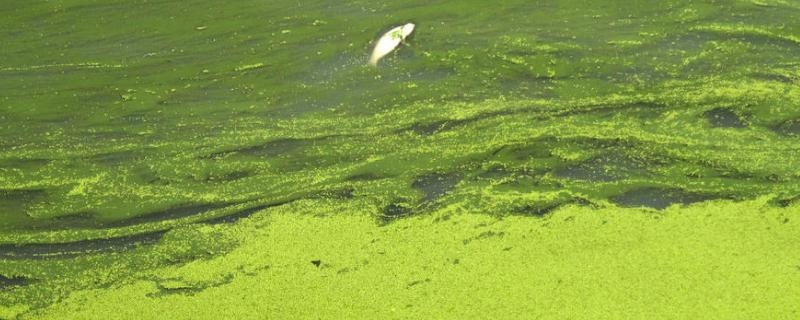 鱼池蓝藻怎么处理，是如何形成的 鱼池有蓝藻怎么处理用什么药