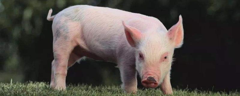 小猪不吃食精神不振用什么药治疗，是什么原因导致的