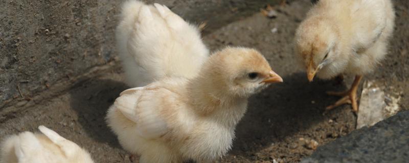 人工孵化小鸡要多少天，如果一直不破壳怎么办