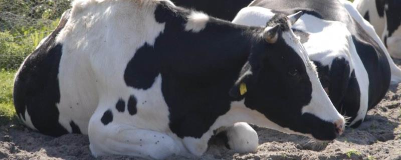 奶牛一天挤奶几次，奶牛是公牛还是母牛