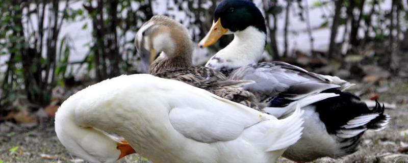 鸭浆膜炎用什么药，鸭浆膜炎的症状