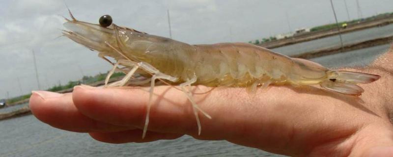 基围虾怎么养，对水质有什么要求 基围虾养殖条件水温