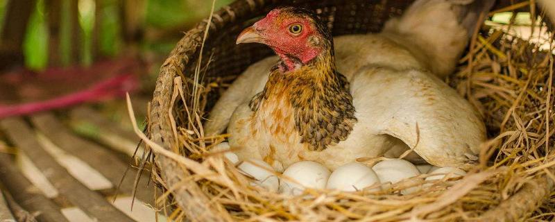 夏天鸡不下蛋怎么办，什么季节下蛋多