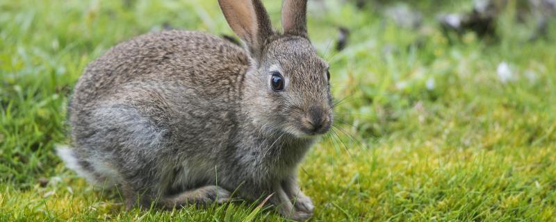 野兔养殖方法与技术 野兔养殖技术资料大全
