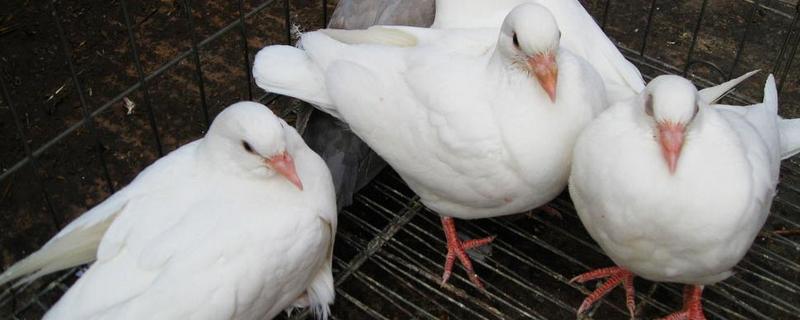 种鸽的饲养与管理 养种鸽的全过程简介及防治