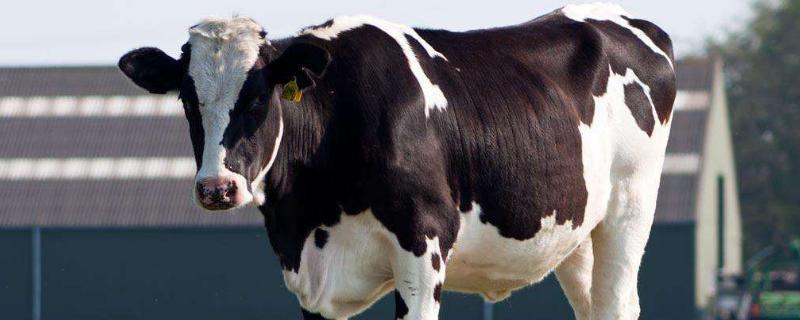 奶牛公母都可以挤奶吗，奶牛是一直产奶还是产后才有奶