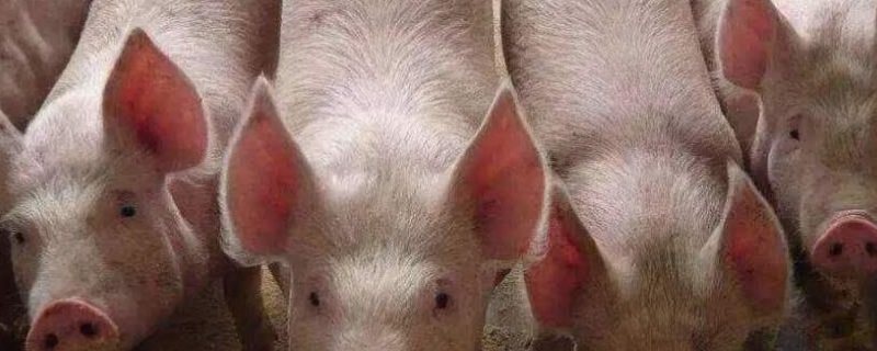 过硫酸氢钾能杀死非洲猪瘟吗，非洲猪瘟怎么治疗