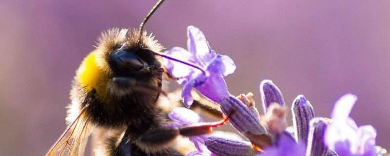 蜜蜂吃花粉还是吃蜂蜜，蜂蜜是怎么来的