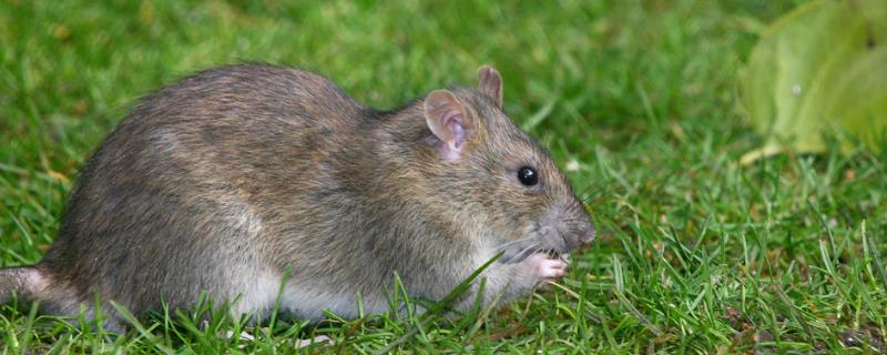 防治地老鼠的绝招，老鼠怕什么气味 怎么防治地老鼠